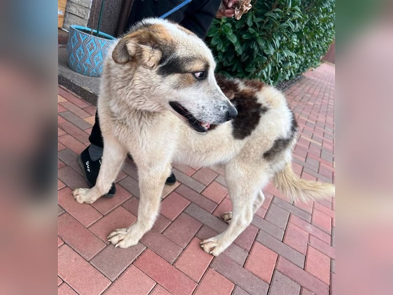 Balou - war nur noch Haut und Knochen