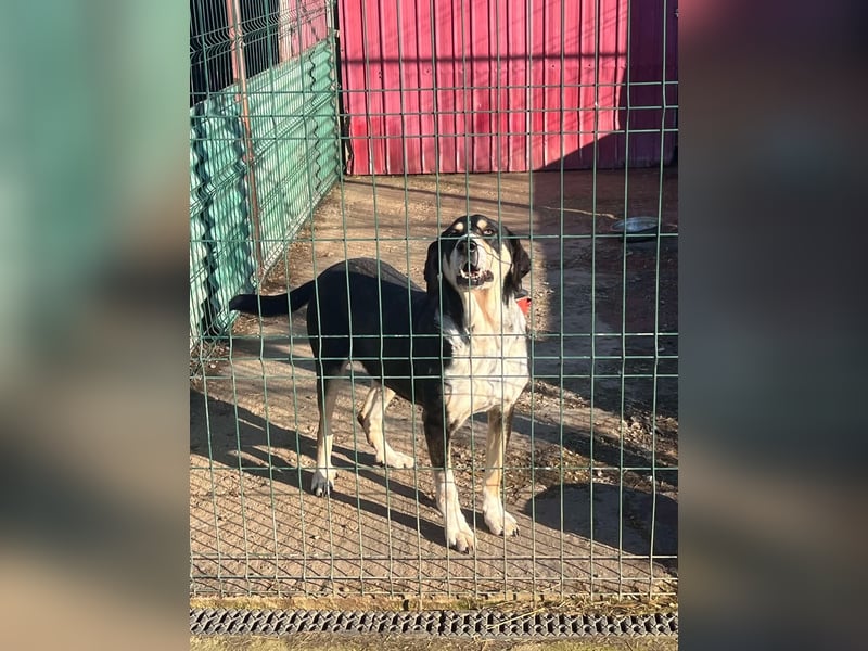Kyro - 4 lange Jahre im Shelter
