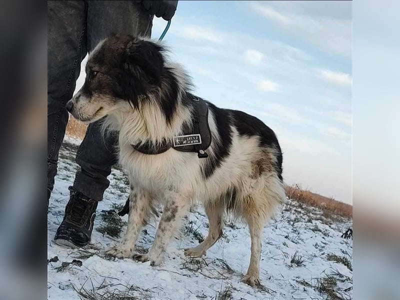 Yuki - für Hundeprofis