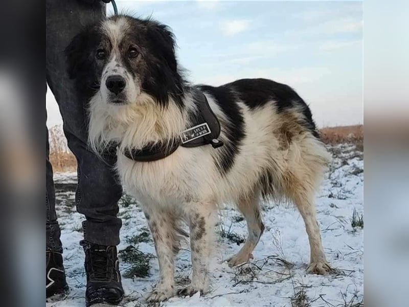 Yuki - für Hundeprofis