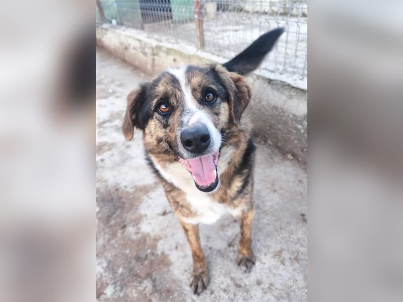 Louis - kinderfreundlicher Anfängerhund