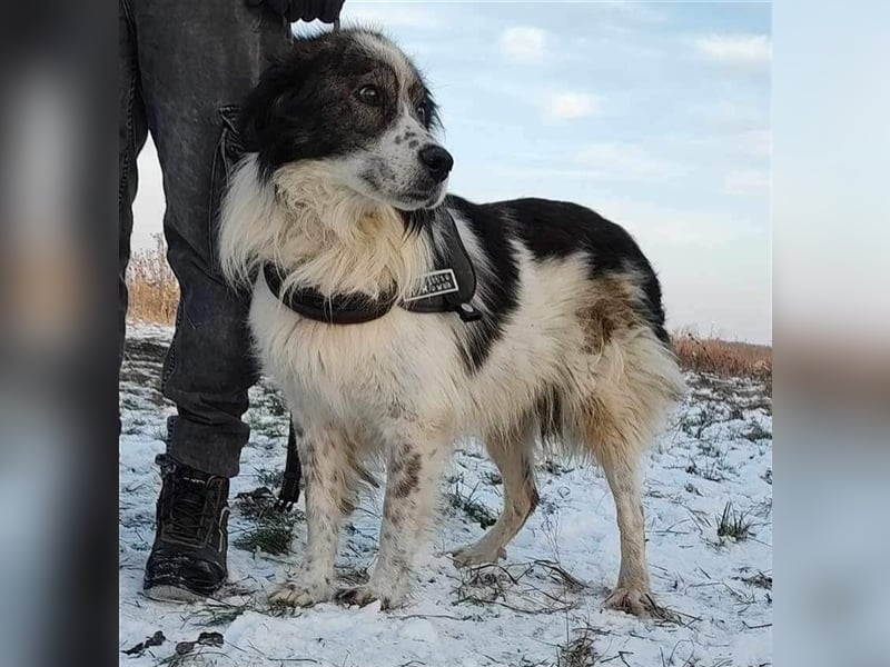 Yuki - für Hundeprofis