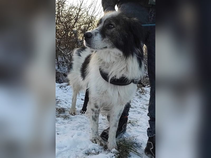 Yuki - für Hundeprofis