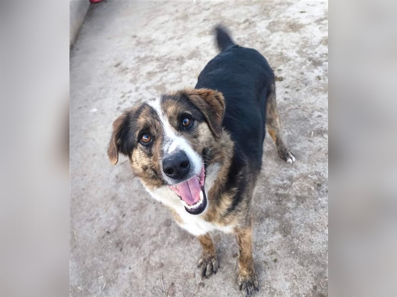 Louis - kinderfreundlicher Anfängerhund
