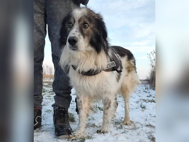 Yuki - für Hundeprofis