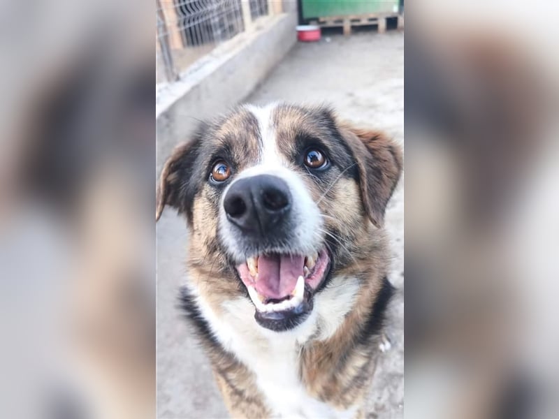Louis - kinderfreundlicher Anfängerhund