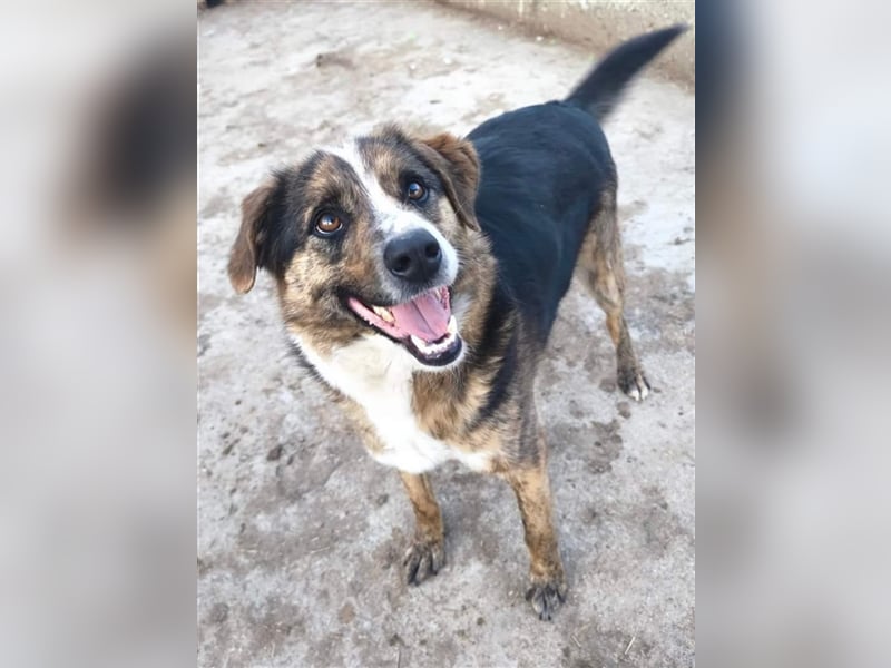 Louis - kinderfreundlicher Anfängerhund
