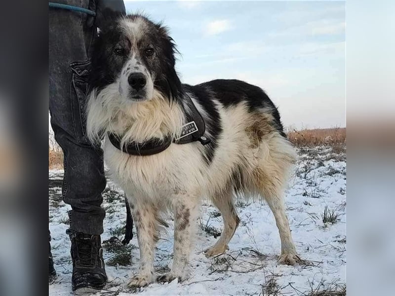 Yuki - für Hundeprofis