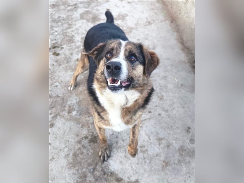 Louis - kinderfreundlicher Anfängerhund