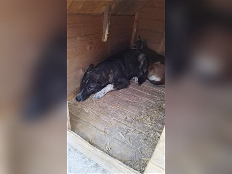 Flint - sucht Hundeflüsterer