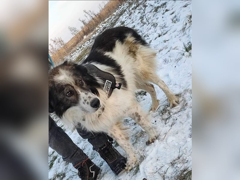 Yuki - für Hundeprofis