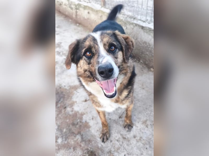 Louis - kinderfreundlicher Anfängerhund