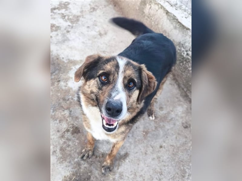 Louis - kinderfreundlicher Anfängerhund