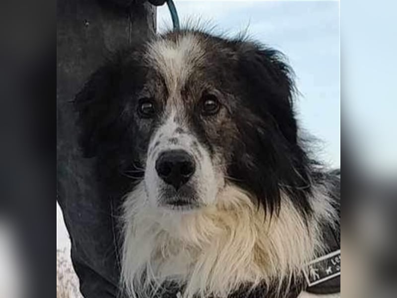 Yuki - für Hundeprofis