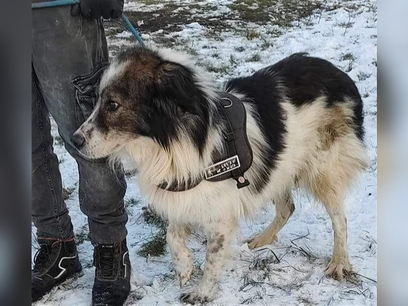 Yuki - für Hundeprofis