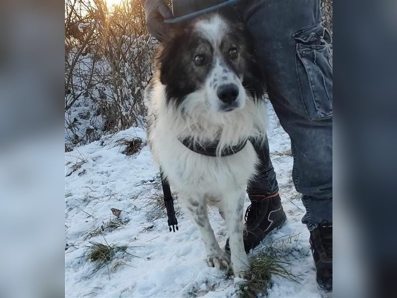 Yuki - für Hundeprofis