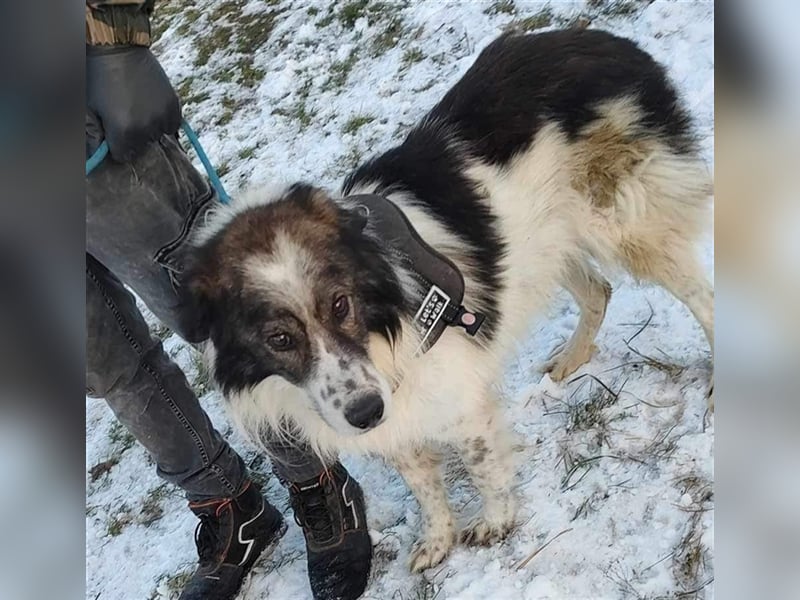Yuki - für Hundeprofis