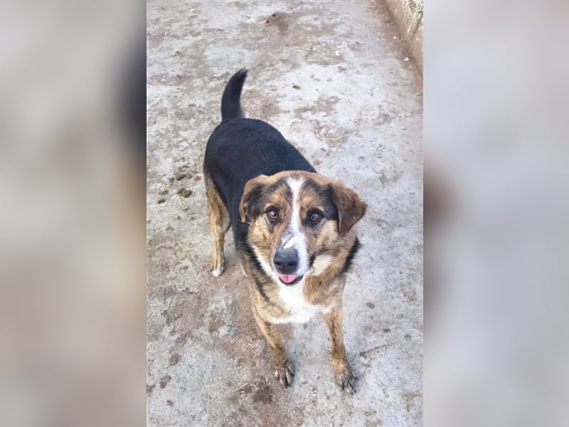 Louis - kinderfreundlicher Anfängerhund