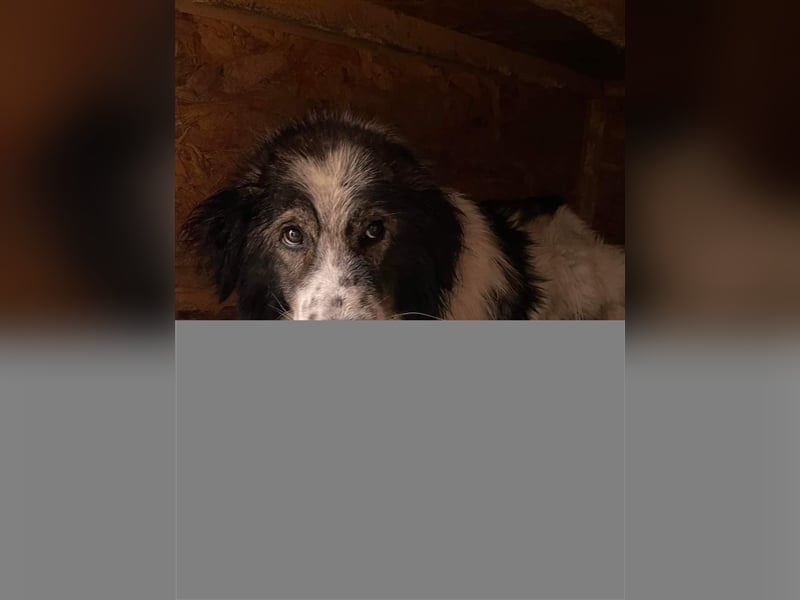 Yuki - für Hundeprofis