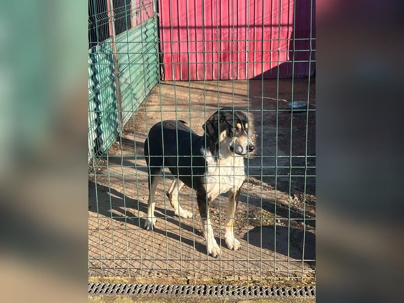 Kyro - 4 lange Jahre im Shelter