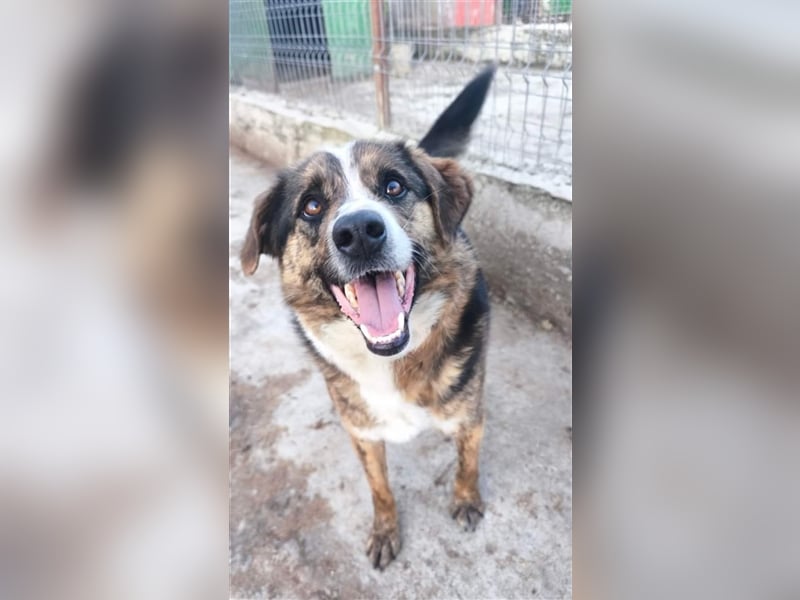 Louis - kinderfreundlicher Anfängerhund