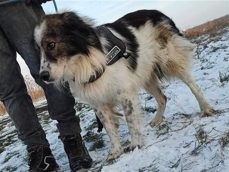 Yuki - für Hundeprofis