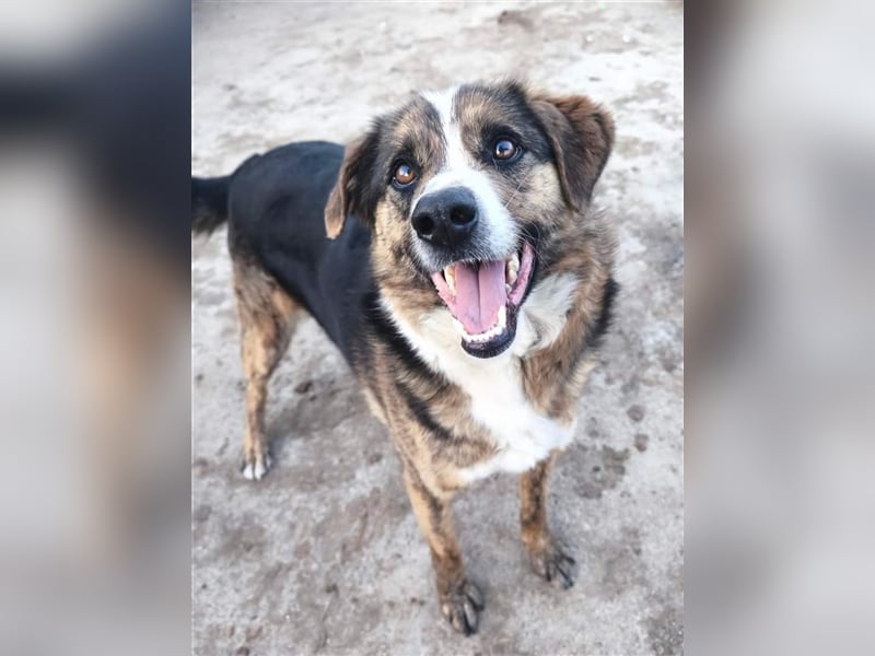 Louis - kinderfreundlicher Anfängerhund