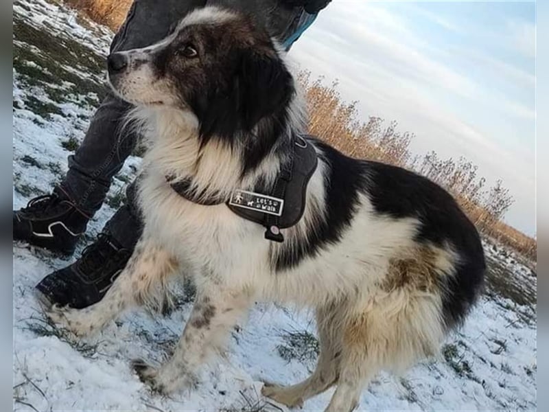 Yuki - für Hundeprofis