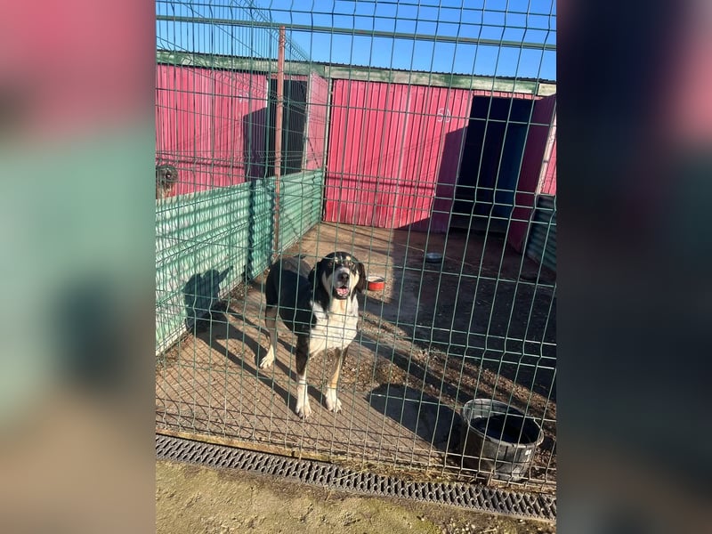 Kyro - 4 lange Jahre im Shelter