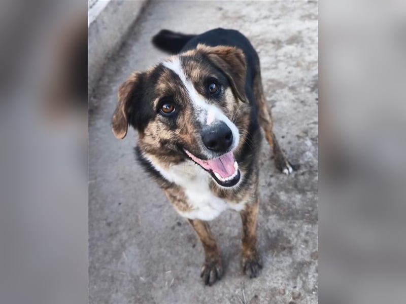 Louis - kinderfreundlicher Anfängerhund