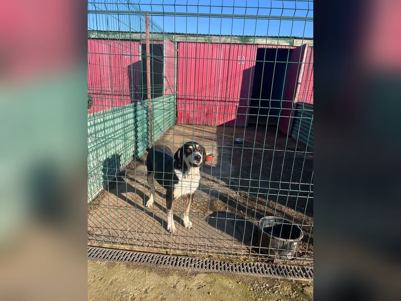 Kyro - 4 lange Jahre im Shelter