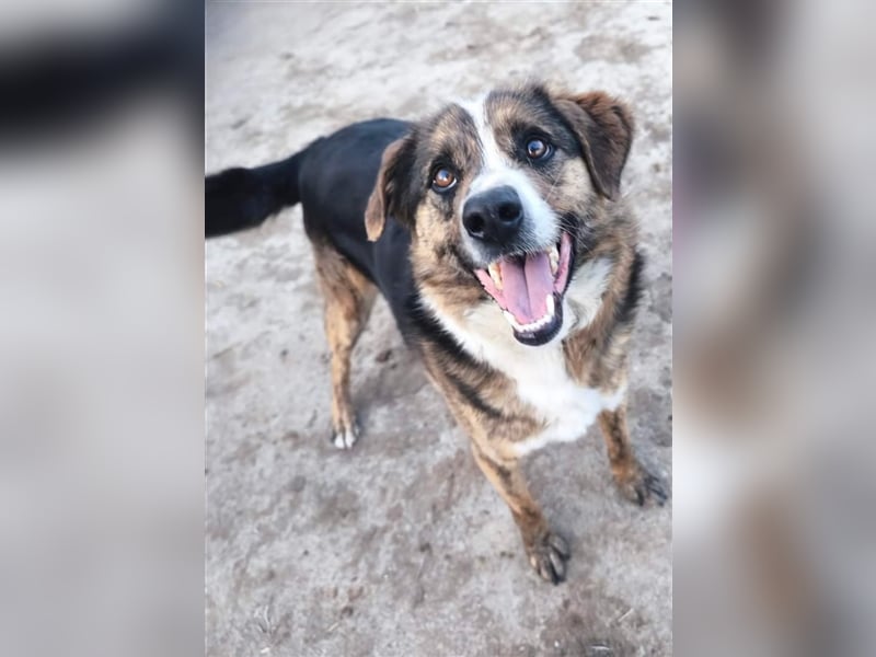 Louis - kinderfreundlicher Anfängerhund