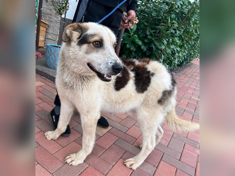 Balou - war nur noch Haut und Knochen