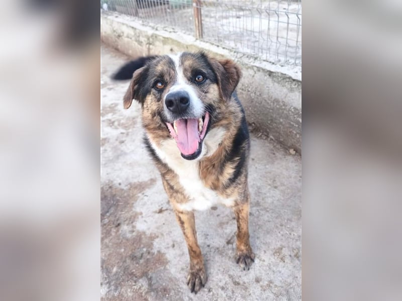 Louis - kinderfreundlicher Anfängerhund