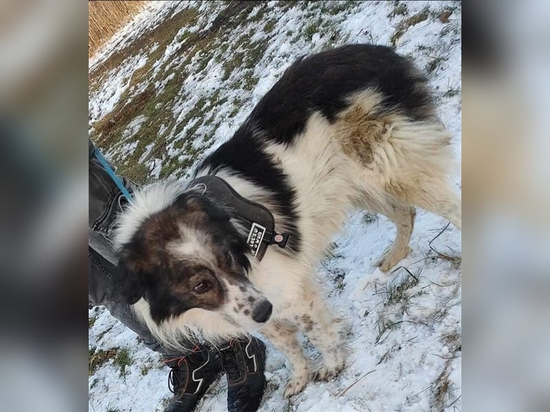 Yuki - für Hundeprofis