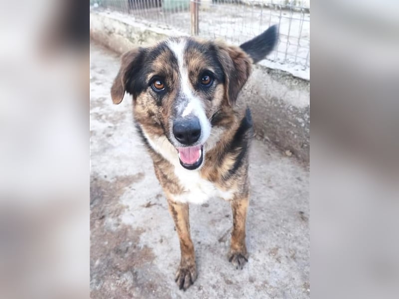 Louis - kinderfreundlicher Anfängerhund