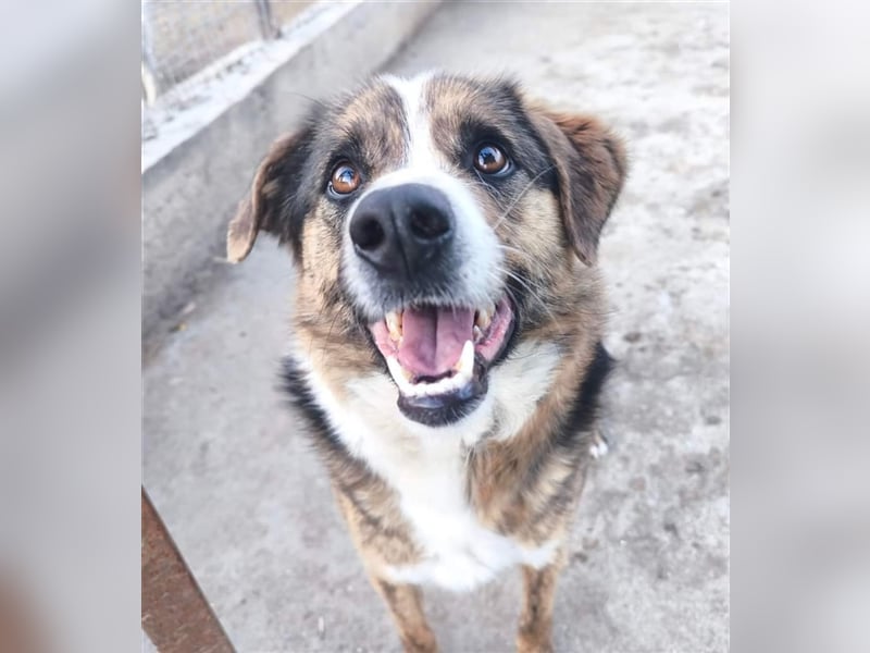 Louis - kinderfreundlicher Anfängerhund