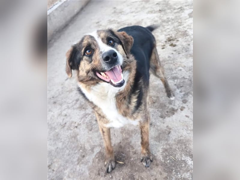 Louis - kinderfreundlicher Anfängerhund