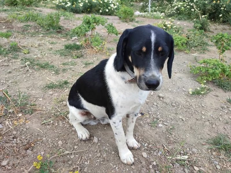 Benny sucht seine aktiven Menschen