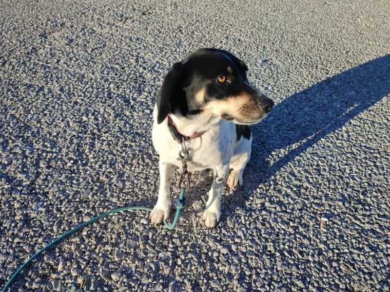 Benny sucht seine aktiven Menschen