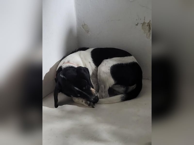 Benny sucht seine aktiven Menschen