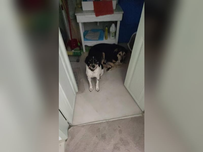 Benny sucht seine aktiven Menschen
