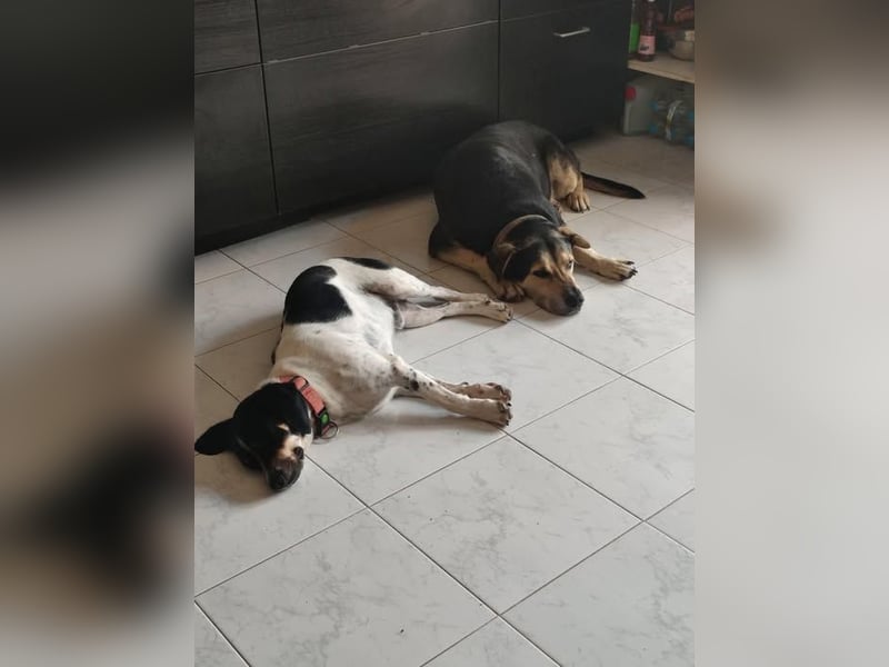 Benny sucht seine aktiven Menschen