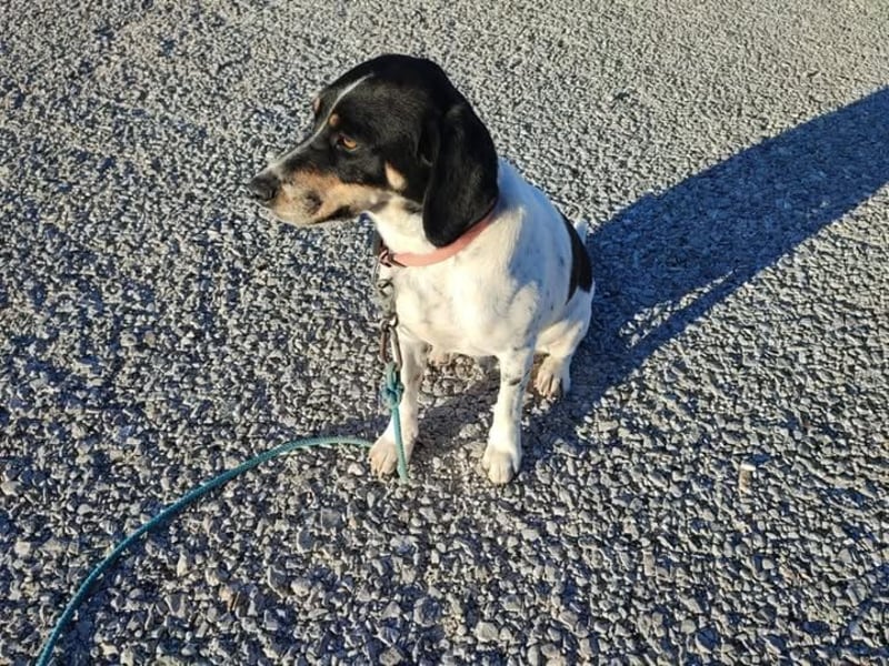 Benny sucht seine aktiven Menschen