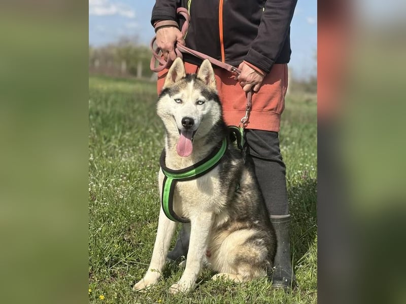 Villám, ein Traum von einem Hund
