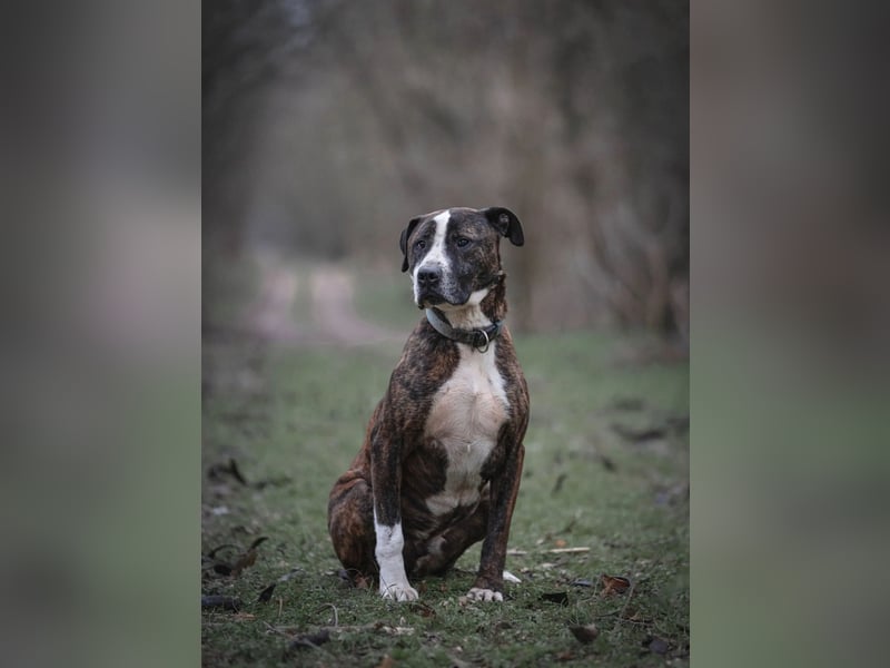 Bullet-BE, Kuschelmonster sucht Menschen!