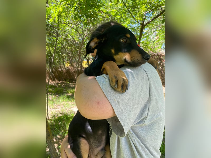 Tyson-LM – Kleiner Sonnenschein sucht große Liebe