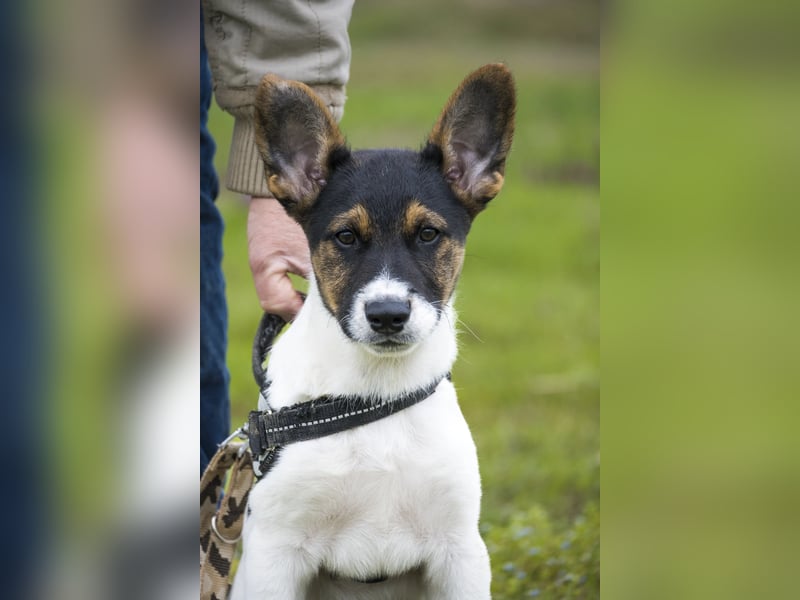 Jácint SI – Verspielter Junghund sucht liebevolles Zuhause