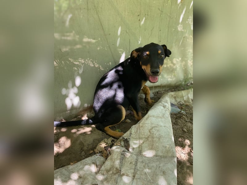 Tyson-LM – Kleiner Sonnenschein sucht große Liebe