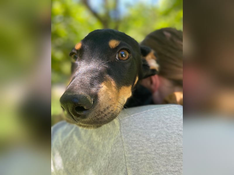Tyson-LM – Kleiner Sonnenschein sucht große Liebe